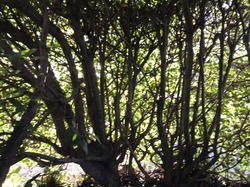 E828D900-320E-4A02-B98B-EE58DC555243.jpeg