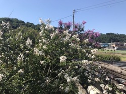 E9AE7412-FA7C-4116-B181-A007B78EED9A.jpeg