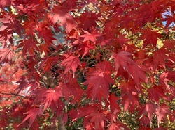 IMG_0417.jpeg