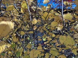 IMG_0418.jpeg