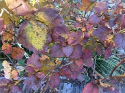 IMG_0420.jpeg