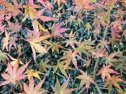 IMG_0424.jpeg