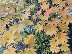 IMG_0425-da0c9.jpeg
