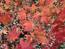 IMG_0428.jpeg