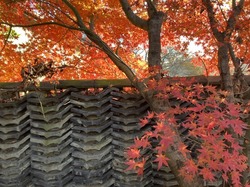 IMG_0475-07fa1.jpeg