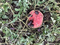 IMG_3082.jpeg