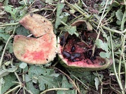 IMG_3085.jpeg