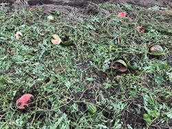 IMG_3086.jpeg