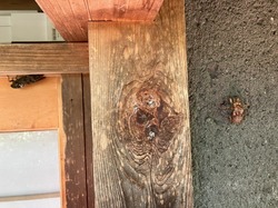 IMG_3241.jpeg