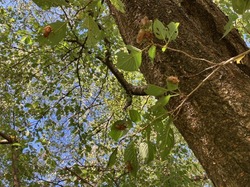 IMG_3256.jpeg