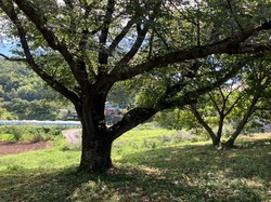 IMG_3264.jpeg