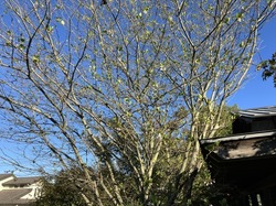 IMG_3939.jpeg