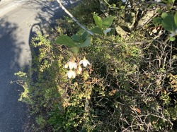 IMG_3940.jpeg