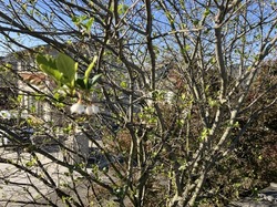 IMG_3984.jpeg