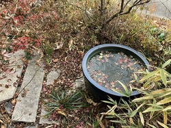IMG_4469.jpeg