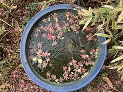IMG_4470.jpeg