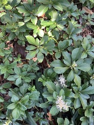IMG_5991.jpeg