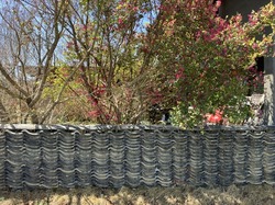 IMG_5994.jpeg