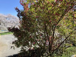 IMG_5999.jpeg
