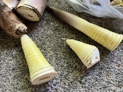 IMG_6195.jpeg