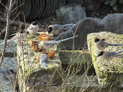 y0798.jpg
