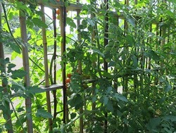 y2332.jpg