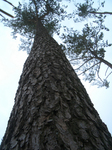 y5918.jpg