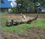 y6459.jpg
