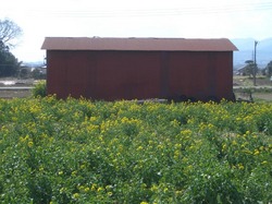 y9516.jpg